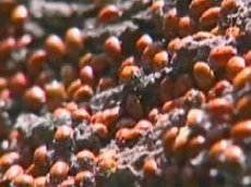 Божьи коровки «штурмуют» деревья, дома и жителей Колорадо