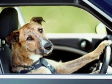В Новой Зеландии собаки успешно сдали экзамен по вождению
