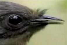 Лирохвост — птица-пародист