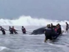 В Мексике спасли кита, найденного на берегу Тихого океана