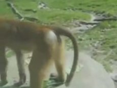 TOP приколов с животными