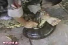 Анаконда напала на рабочего в зоопарке