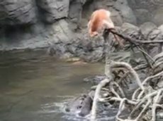 Выдры наказали наглую обезьяну
