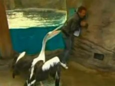 Пеликан атаковал журналиста в прямом эфире