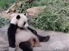 Туристы в китайском зоопарке закидали панду камнями, пытаясь ее "расшевелить"