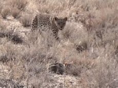 Охота леопарда на кота попала на видео
