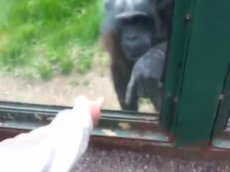 Умная обезьяна попросилась на волю