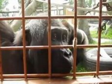 Гориллы наблюдают за гусеницой