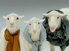 Овечки спели про Рождество