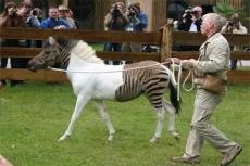 Германии родилась неправильная зебра