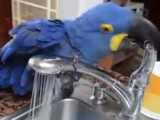 Купание попугая стало хитом в интернете