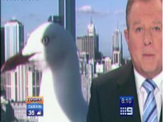 В эфир телевидения Австралии ворвалась гигантская чайка