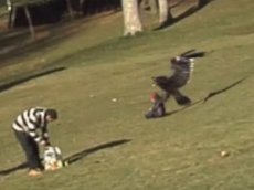 Орел напал на ребенка в парке