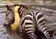 Зебра едва не утопила львицу