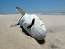 Мужчина помог мертвой акуле родить трех детенышей