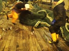 Морской лев сразился с рыбаками