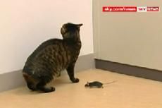 Японские ученые вывели мышей, которые не боятся кошек