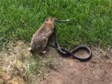 Крольчиха отбила детеныша в схватке со змеей