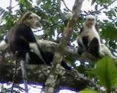 Во Вьетнаме нашли неизвестную популяцию вымирающих обезьян