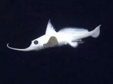 Глубоководная рыба-призрак попала на видео