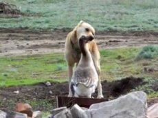 Собака против гуся: кто кого?