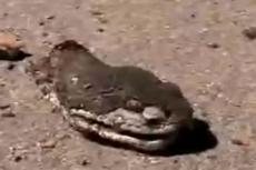 Гремучая змея атакует даже после смерти