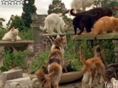 Наркотический эффект кошачьей мяты