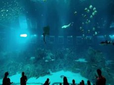 Самый большой в мире аквариум открылся в Сингапуре