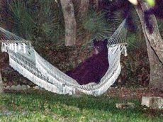 В США дикий медведь релаксировал в гамаке