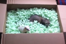 Хорьки набирают популярность на YouTube