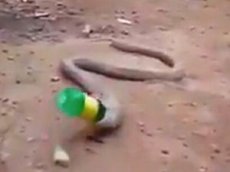 Изрыгающая пластиковую бутылку кобра в Индии попала на видео
