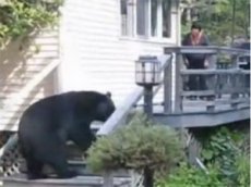 Женщина прогнала дикого медведя, накричав на него