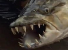 В реке Конго поймали 50-килограммовую пиранью