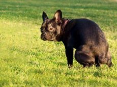 В Испании собачьи экскременты владельцам животных доставят почтой