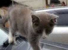 Во Владивостоке родился котенок с четырьмя ушами