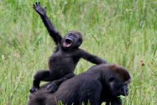 В Африке нашли 125 тыс. горилл