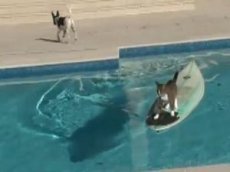 Кот-серфер перехитрил собаку