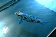 Робот-рыба будет следить за загрязнением воды в европейских портах