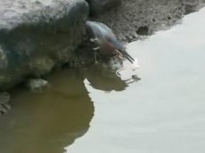 Птица-рыболов