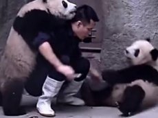 Лечение китайских панд