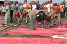 Как построить дом за два часа