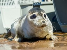 Видео знакомства балтийской нерпы с тюленем умилило соцсети
