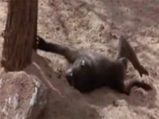 Ежегодная попойка зверей в Африке