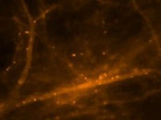 Ученые сняли на видео процесс формирования воспоминаний в нейронах