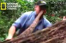 Змея укусила репортера в прямом эфире