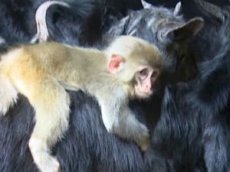Коза усыновила брошенную обезьянку в Китае