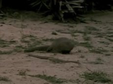 Кобра и мангуст: смертельный поединок