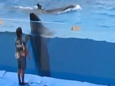 В японском океанариуме дельфин выпрыгнул из бассейна