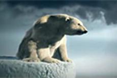 Самоубийство белого медведя