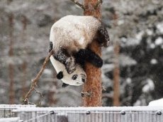 Радующиеся первому снегу панды попали на видео в КНР